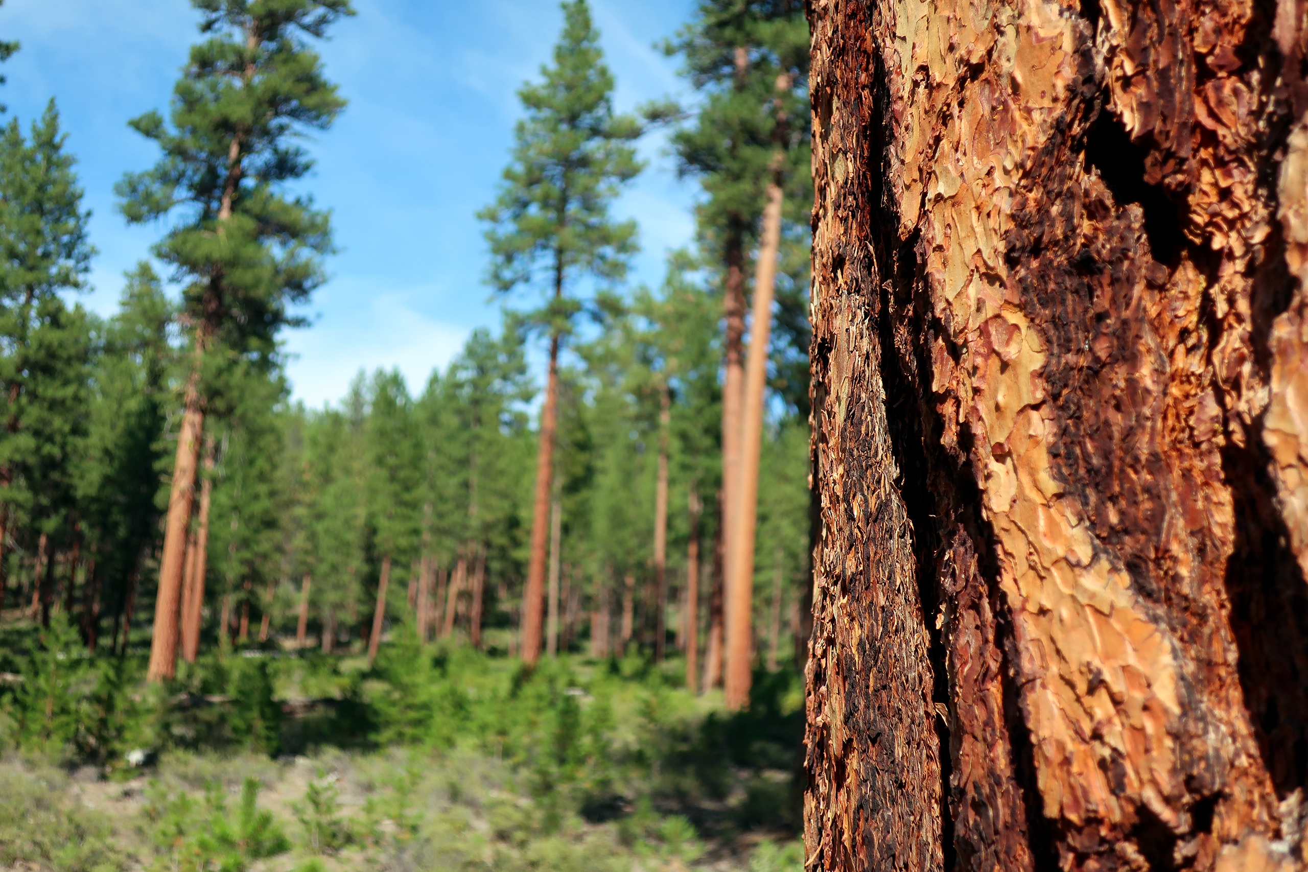 ponderosa pine forest