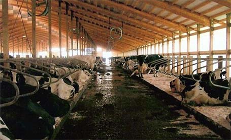 Wisconsin dairy barn with engineered dimension rafters